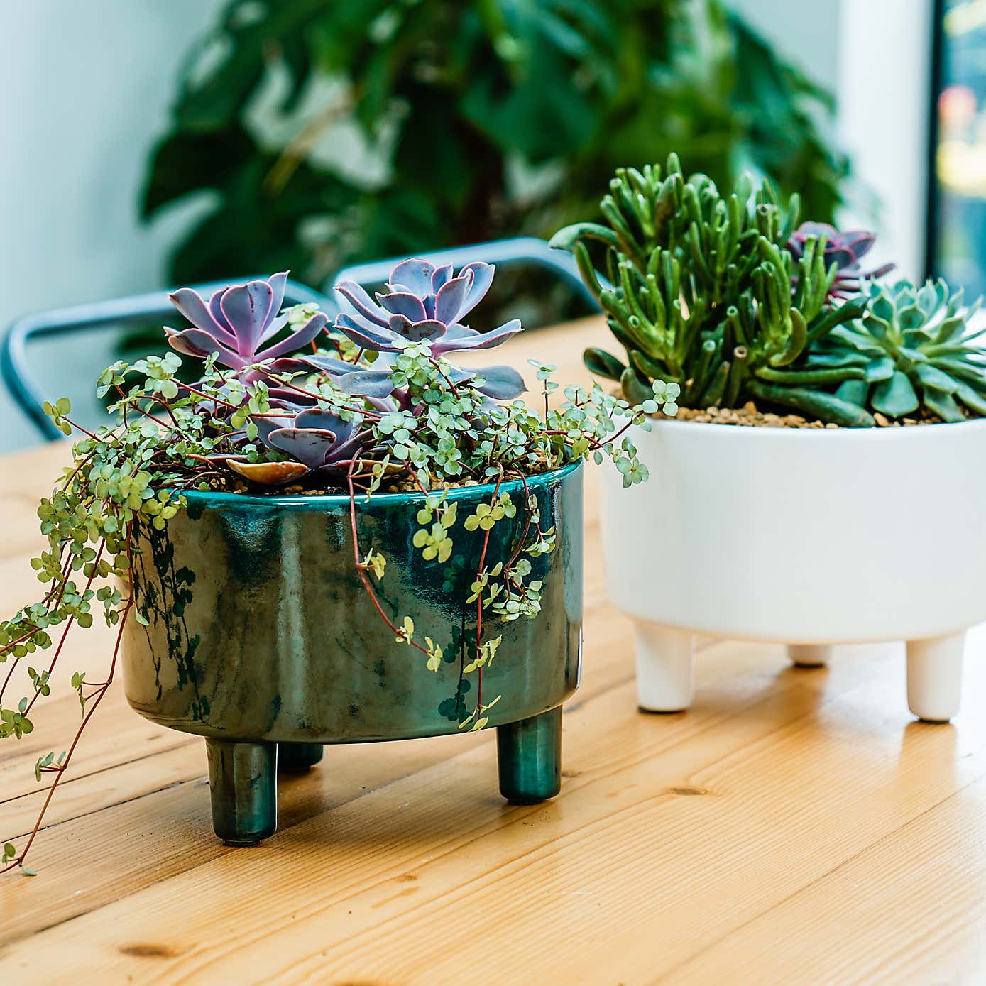 Pisa Plant Bowl