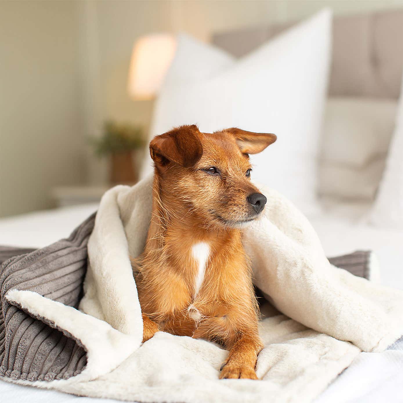 Lords and Labradors Essentials Twill Dog Blanket