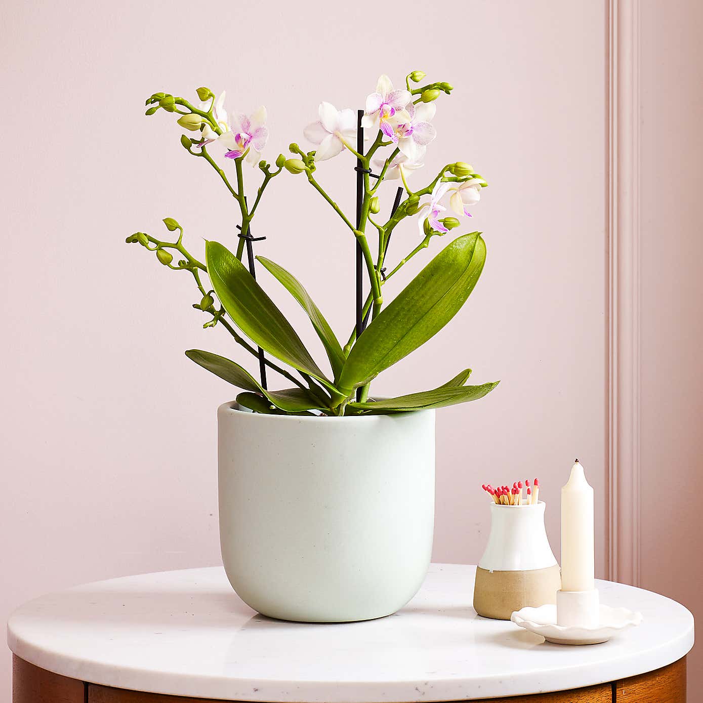 Dazzling Blossom Orchid House Plant in Earthenware Pot