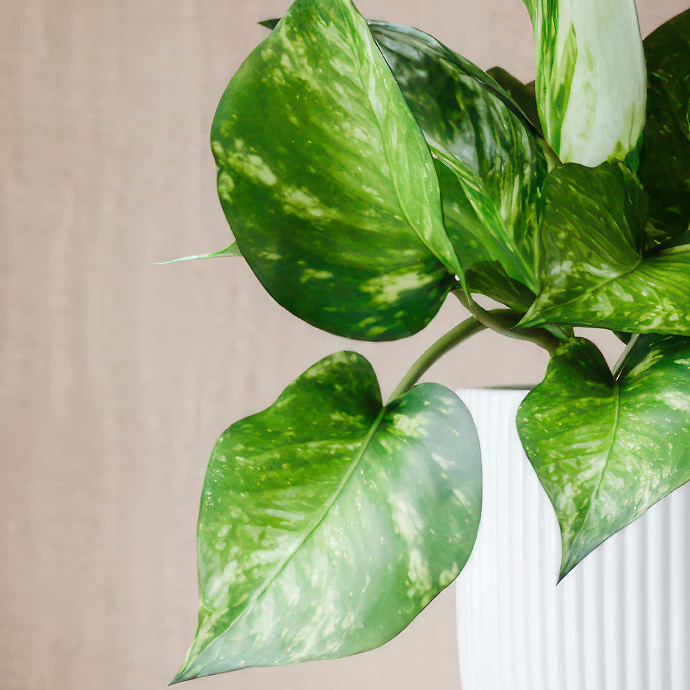 Beards & Daisies Marble Queen Pothos House Plant in Ribbed Ceramic Pot