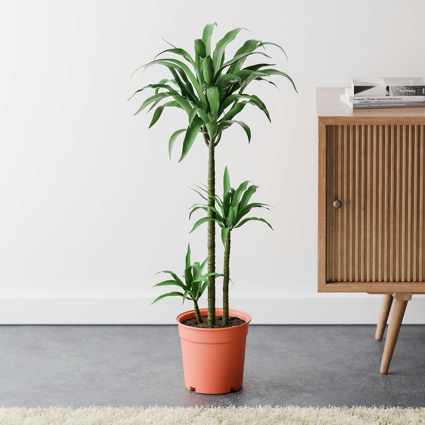 Beards & Daisies Dracaena Steudneri House Plant