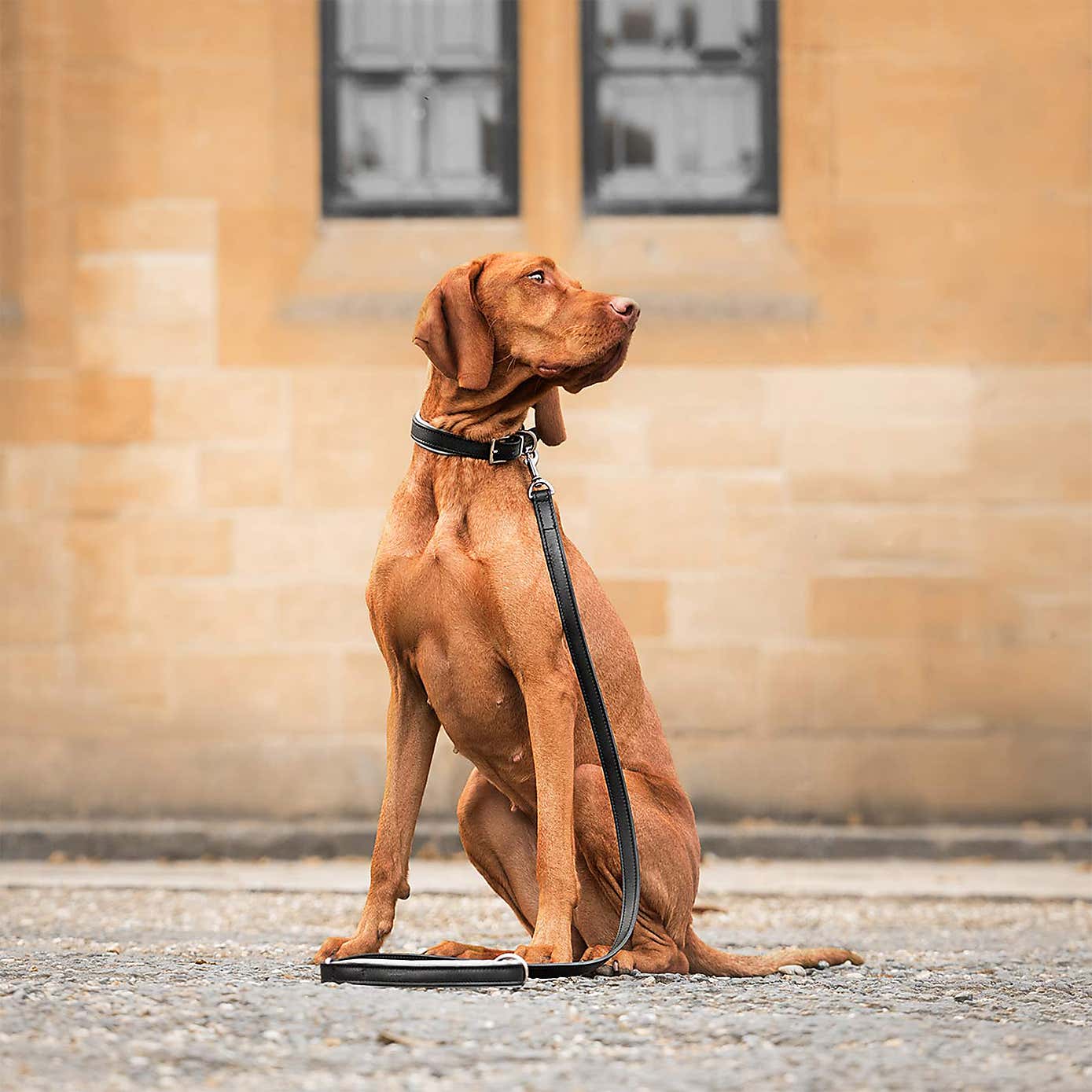 Lords and Labradors Italian Padded Leather Dog Lead