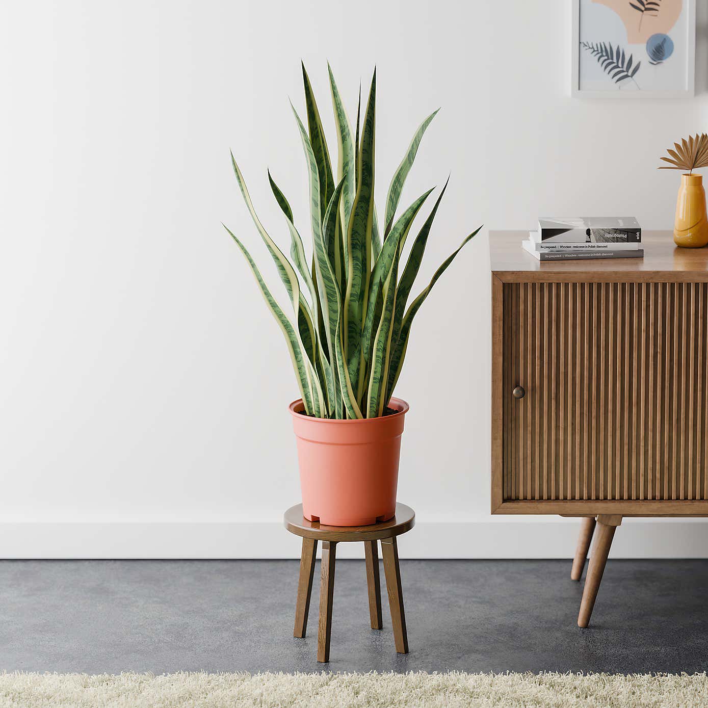 Snake House Plant